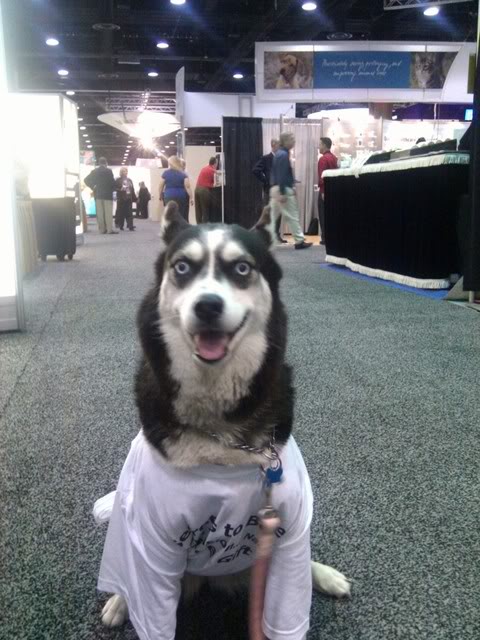 Check-out-this-dog-in-a-tshirt